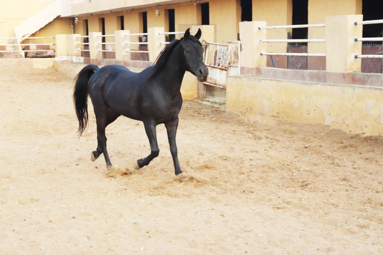 The Farm - Hotel & Horse Riding カイロ エクステリア 写真