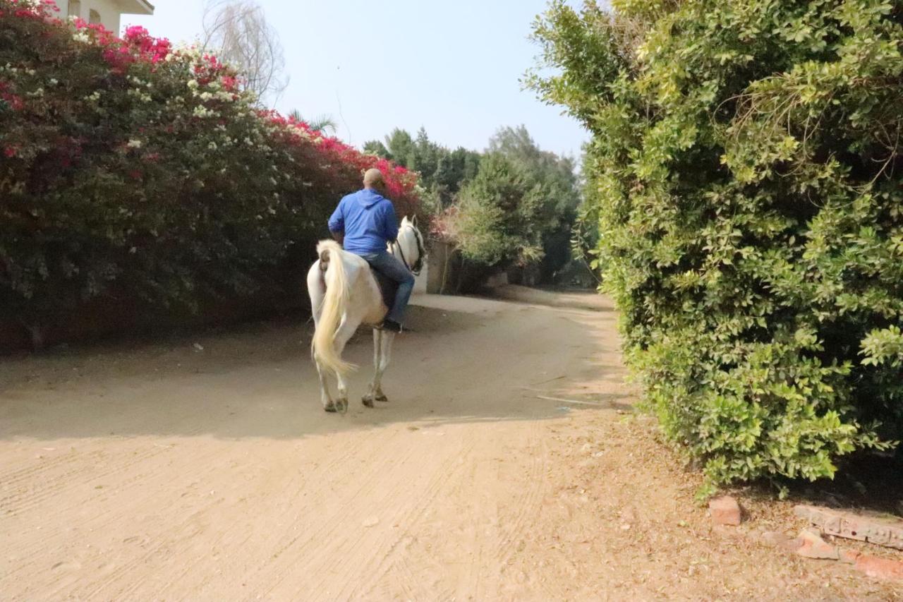 The Farm - Hotel & Horse Riding カイロ エクステリア 写真